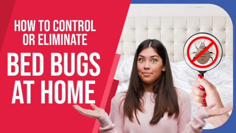 How to Control or Eliminate Bed Bugs at Home