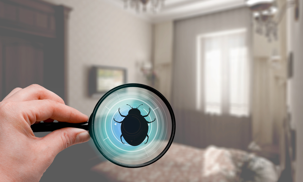 Identify The Bed Bugs Problem