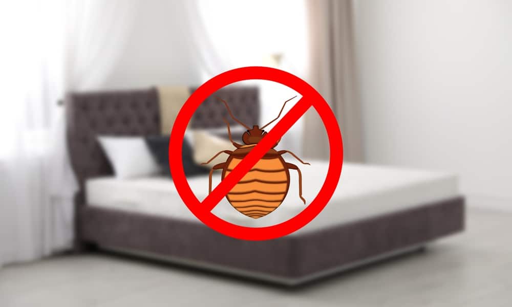 Say No To Bugs