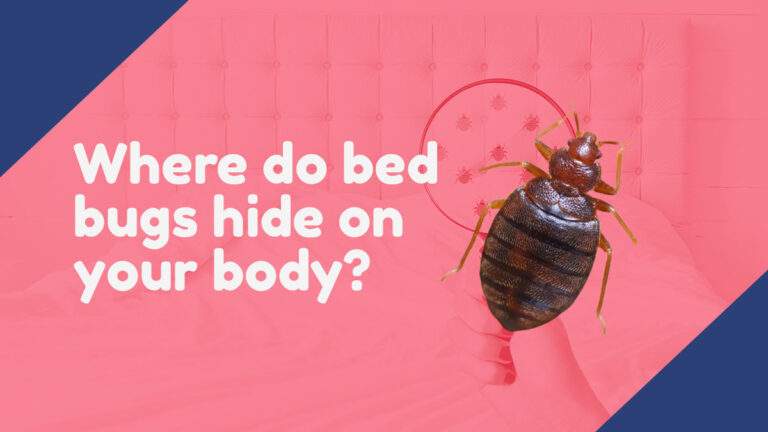 Where Do Bed Bugs Hide On Your Body?