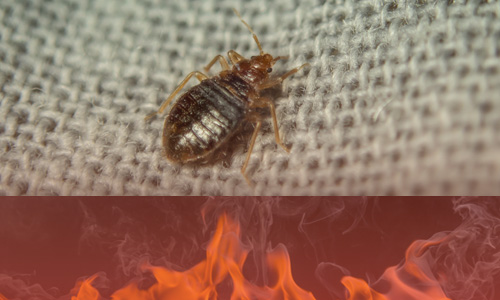 Eliminate bed bugs with heat treatment.