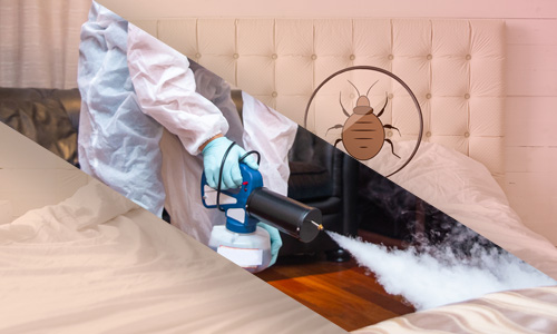 Protect Your Home from Bed Bugs with Heat Treatment
