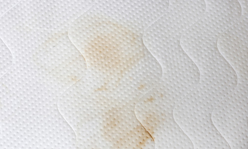 Bed Bug Fecal Stains