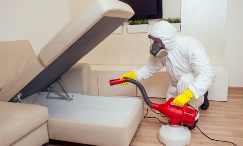 Role of Heat Treatment in Killing Bed Bugs