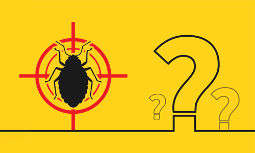 What are bed bugs, and how do they get into your home?
