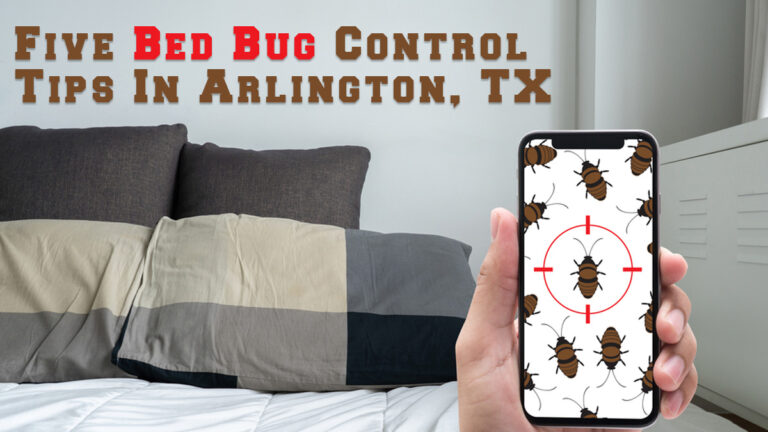 Five Bed Bug Control Tips In Arlington, TX