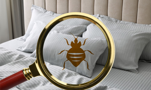 Prevent Bed Bugs Today!