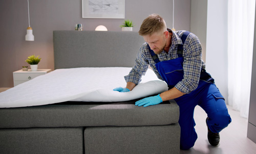 When to Hire a Bed Bug Professional?