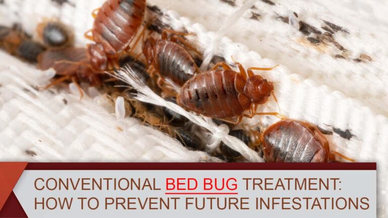 Conventional Bed Bug Treatment: How to Prevent Future Infestations