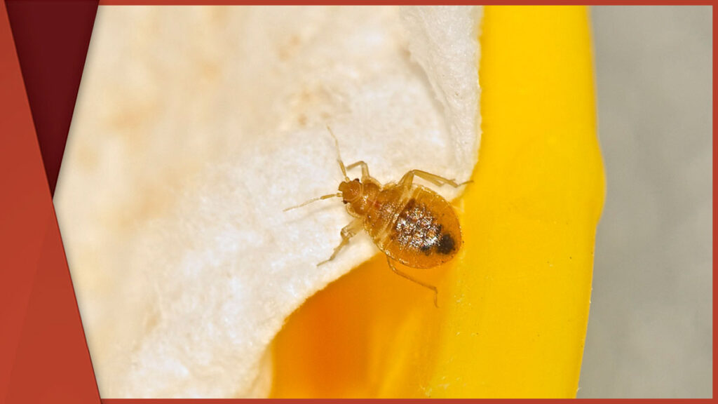 Effective Conventional Bed Bug Treatment Methods