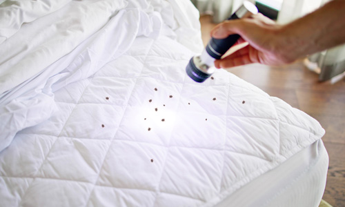 Qualities of Heat Treatment Bed Bug Specialist