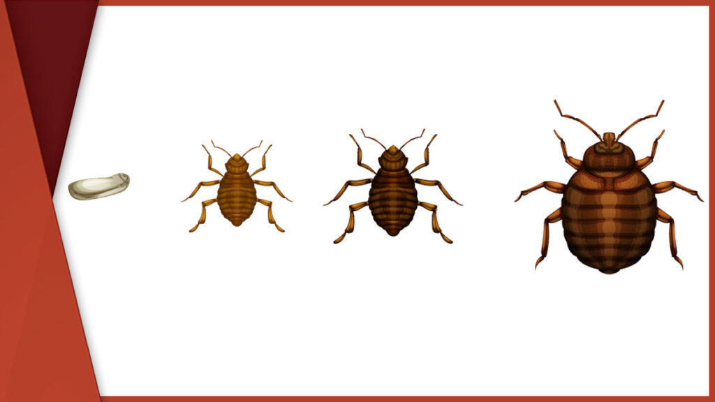 Understanding Bed Bug Behavior and Life Cycle