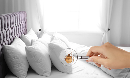 What Is Bed Bug Heat Treatment