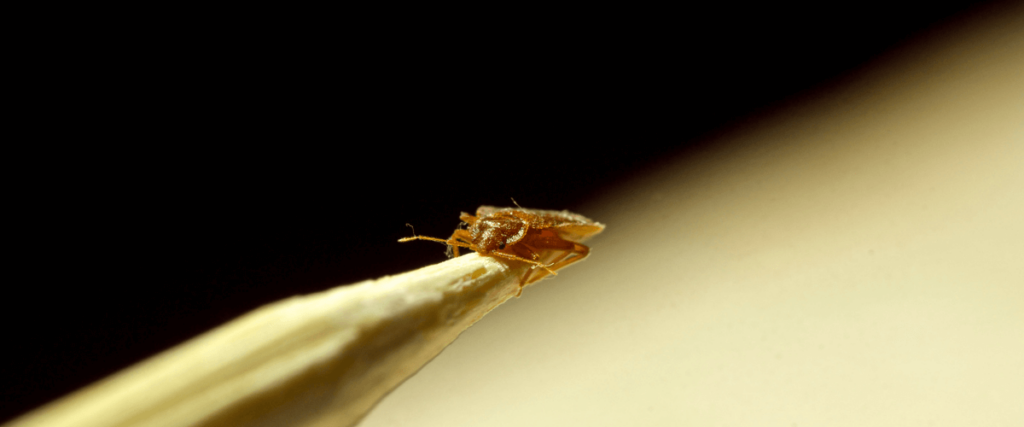 The Bed Bug Epidemic