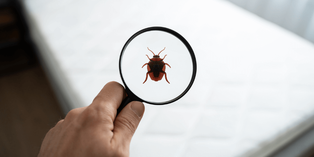 Conducting a Bed Bug Inspection