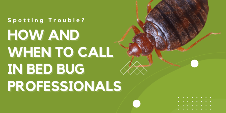 Spotting Trouble? How and When to Call in Bed Bug Professionals