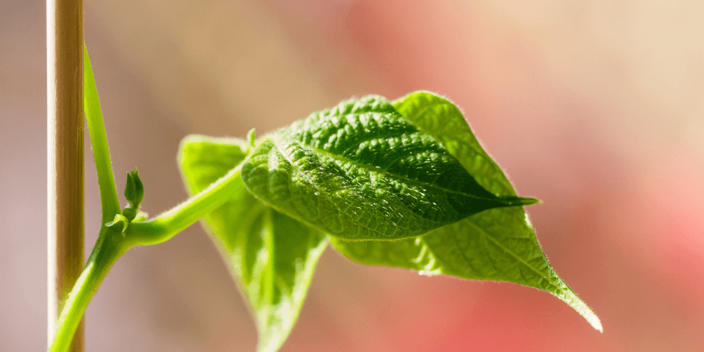 Natural Bed Bug Remedies - Bean Leaves