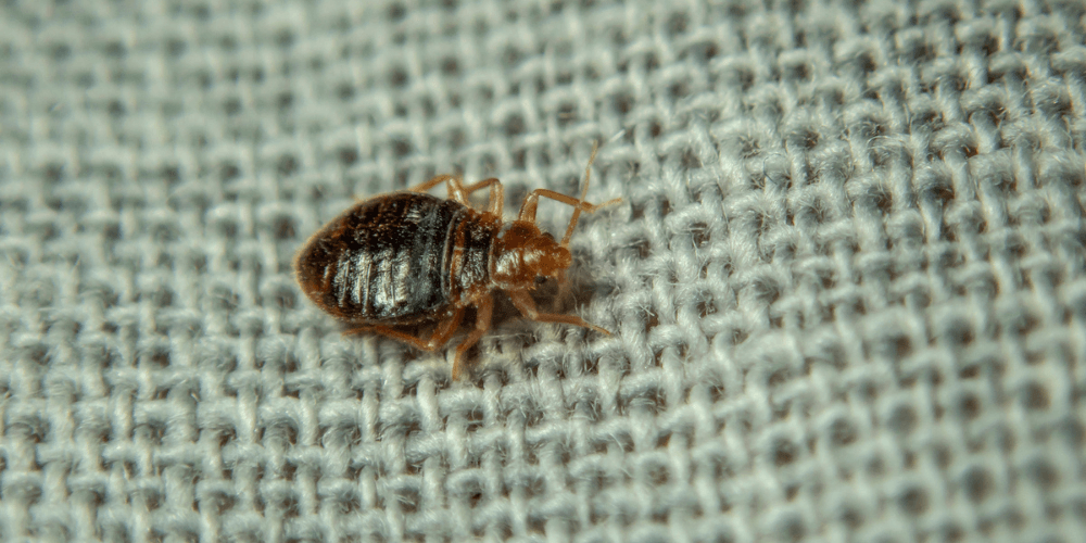 Natural Bed Bug Remedies - Understanding Bed Bugs