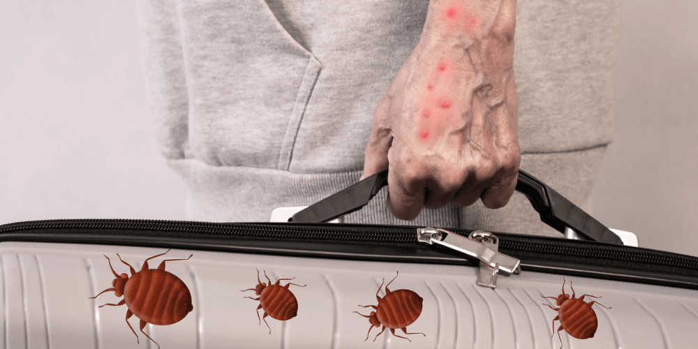 Understanding Bed Bugs and Their Threat