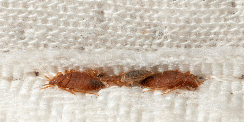 Understanding Bed Bugs