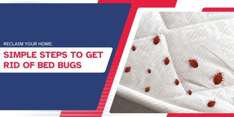 Reclaim Your Home Simple Steps to Get Rid of Bed Bugs