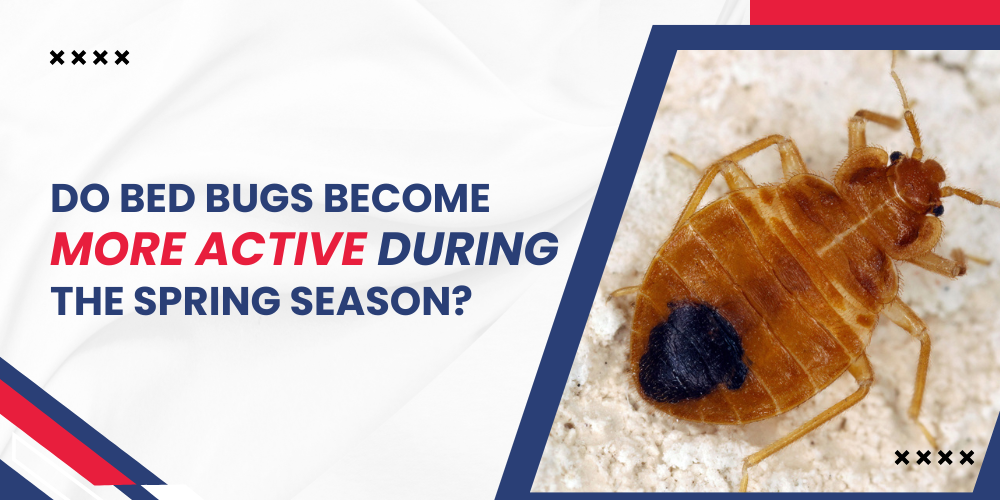 Do Bed Bugs Become More Active During the Spring Season