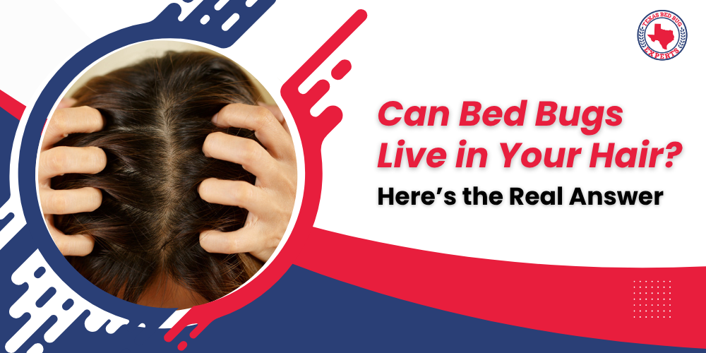 Can Bed Bugs Live in Your Hair_ Here’s the Real Answer