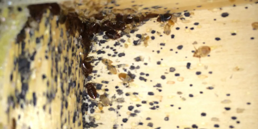 Common Survival Spots for Bed Bugs