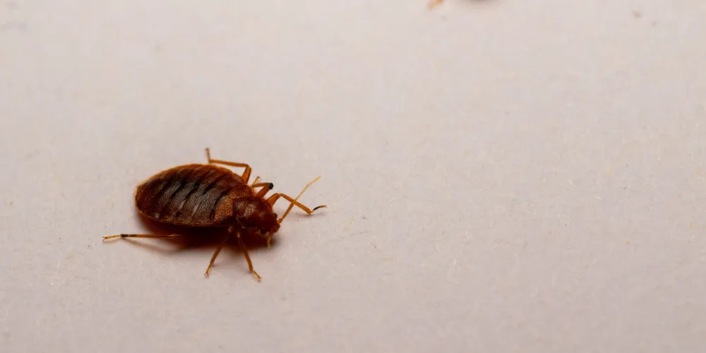 The Truth About Bed Bugs in Hair