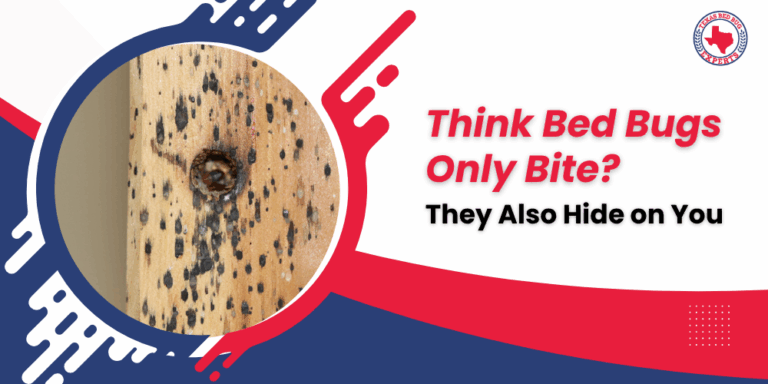 Think Bed Bugs Only Bite_ They Also Hide on You