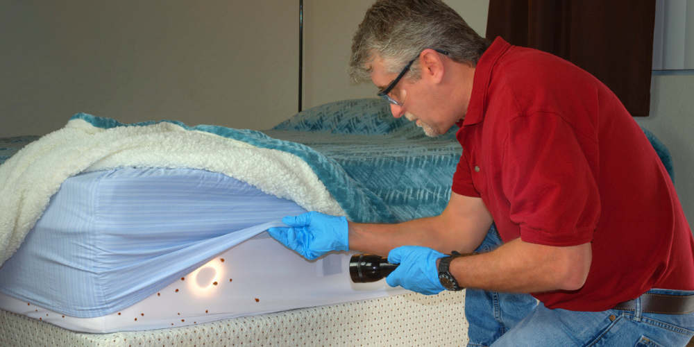 Key Areas to Check During a Bed Bug Inspection